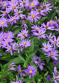 Aster 'Kickin Purple'